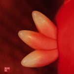 🐓 The Rooster — Guardian of Dawn and Discipline